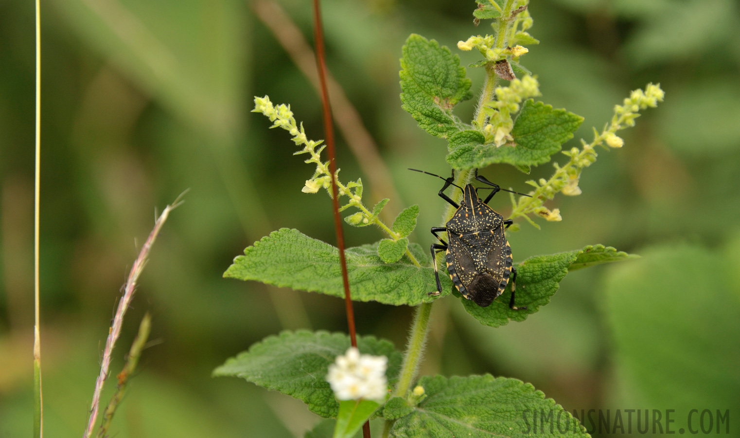 Erthesina fullo [300 mm, 1/250 Sek. bei f / 8.0, ISO 800]